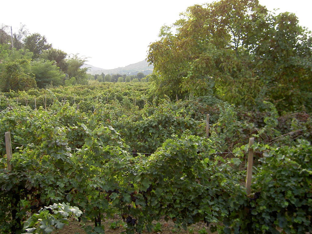 Agriturismo Monteortone Abano Terme Luaran gambar